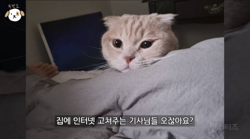 전세계 1% 산책 좋아하는 고양이.jpg | 인스티즈