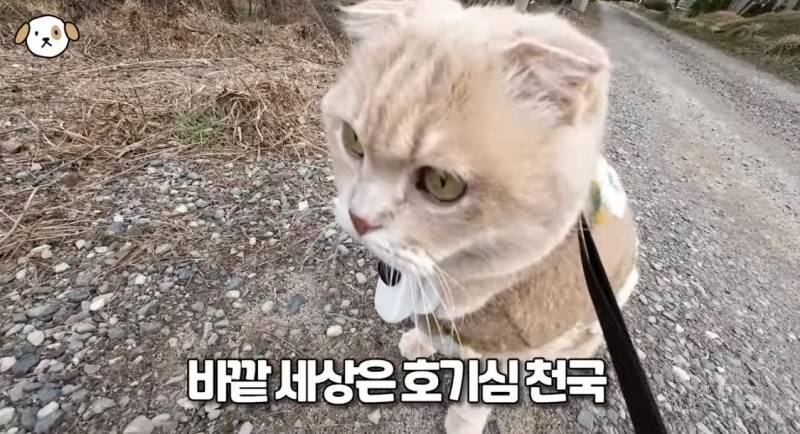 전세계 1% 산책 좋아하는 고양이.jpg | 인스티즈
