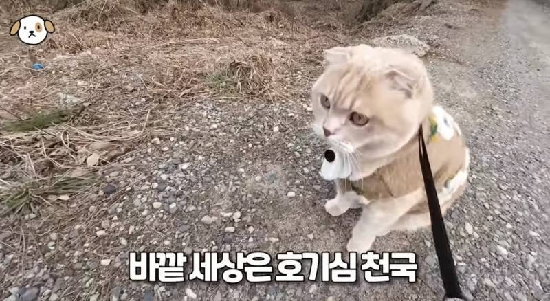 전세계 1% 산책 좋아하는 고양이.jpg | 인스티즈