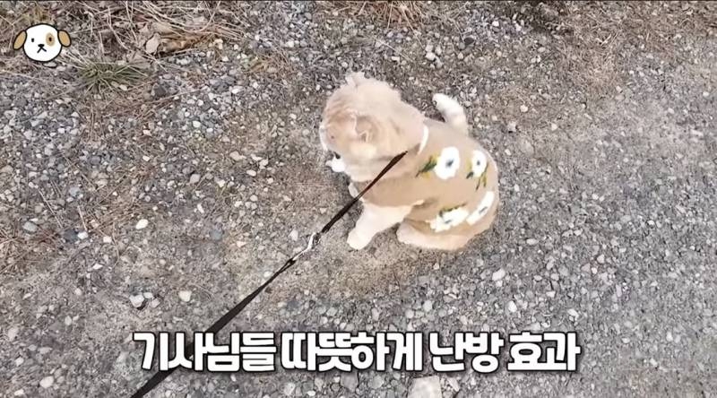 전세계 1% 산책 좋아하는 고양이.jpg | 인스티즈