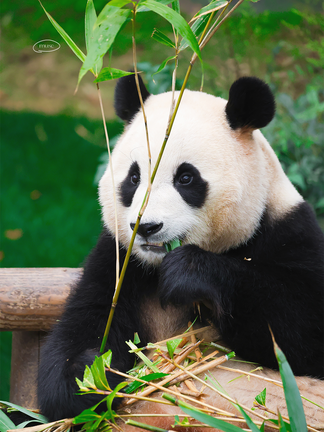 [잡담] 투바투 연준 홈마가 찍은 푸바오 & 후이바오 🐼 | 인스티즈