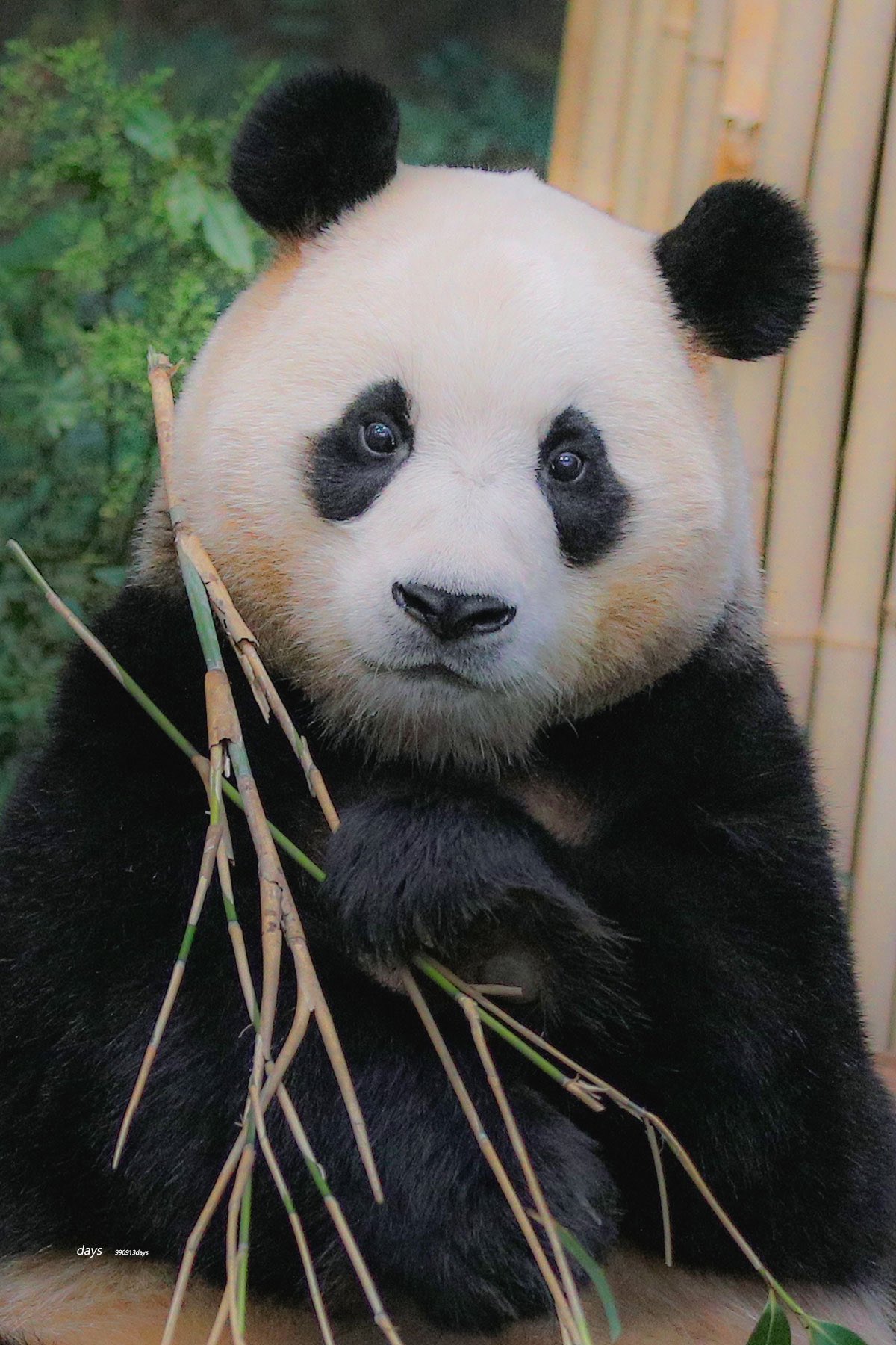 [잡담] 투바투 연준 홈마가 찍은 푸바오 & 후이바오 🐼 | 인스티즈