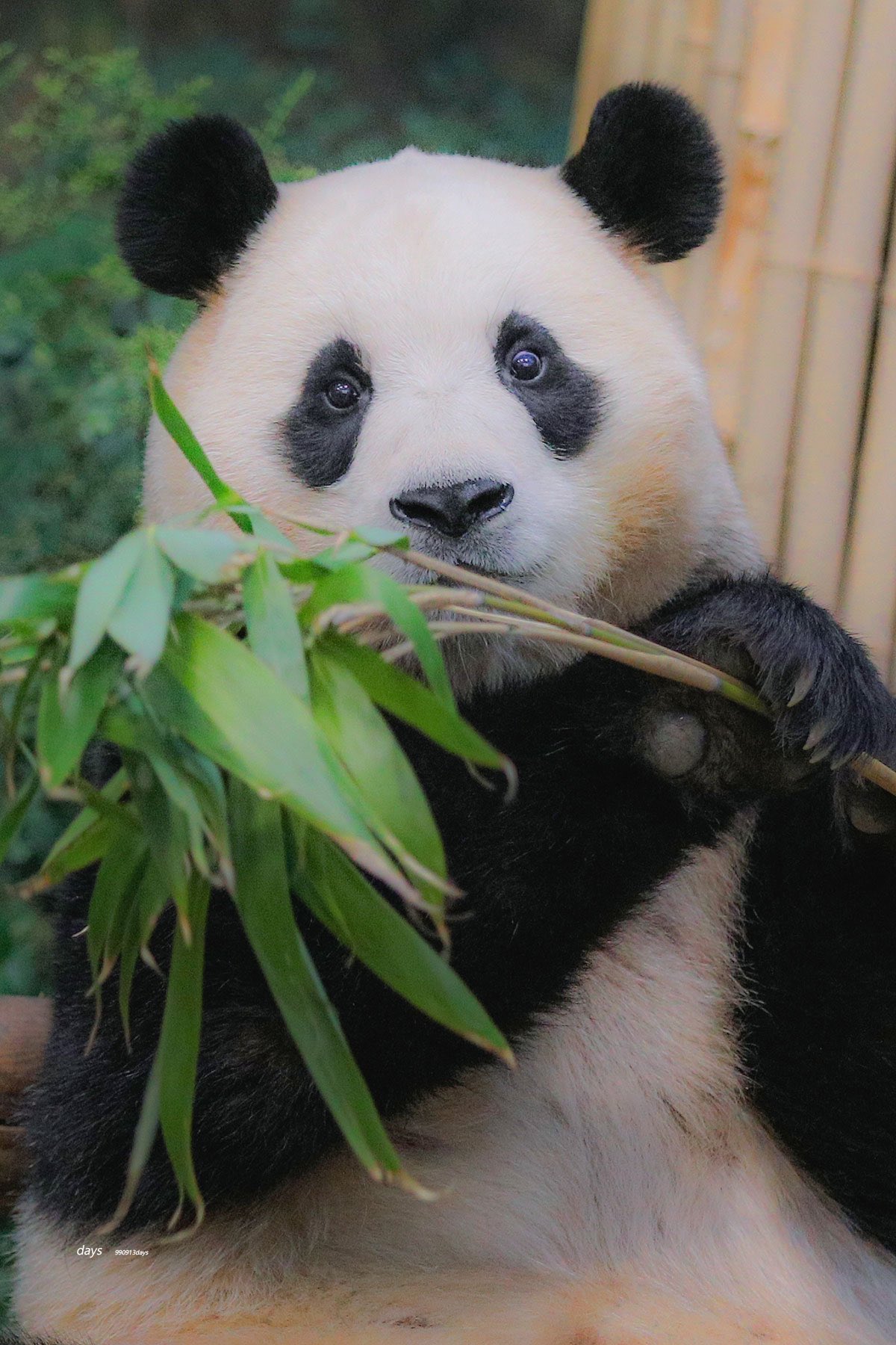 [잡담] 투바투 연준 홈마가 찍은 푸바오 & 후이바오 🐼 | 인스티즈