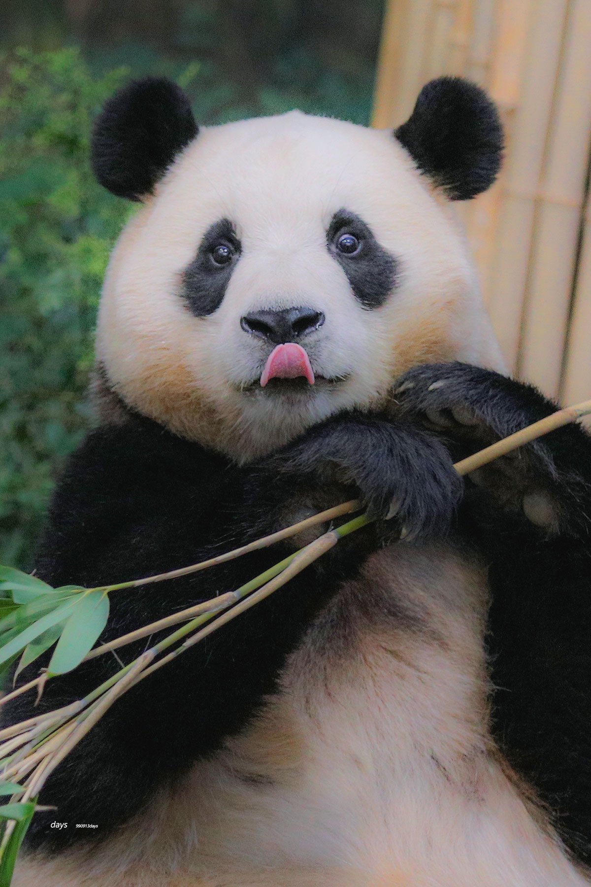 [잡담] 투바투 연준 홈마가 찍은 푸바오 & 후이바오 🐼 | 인스티즈