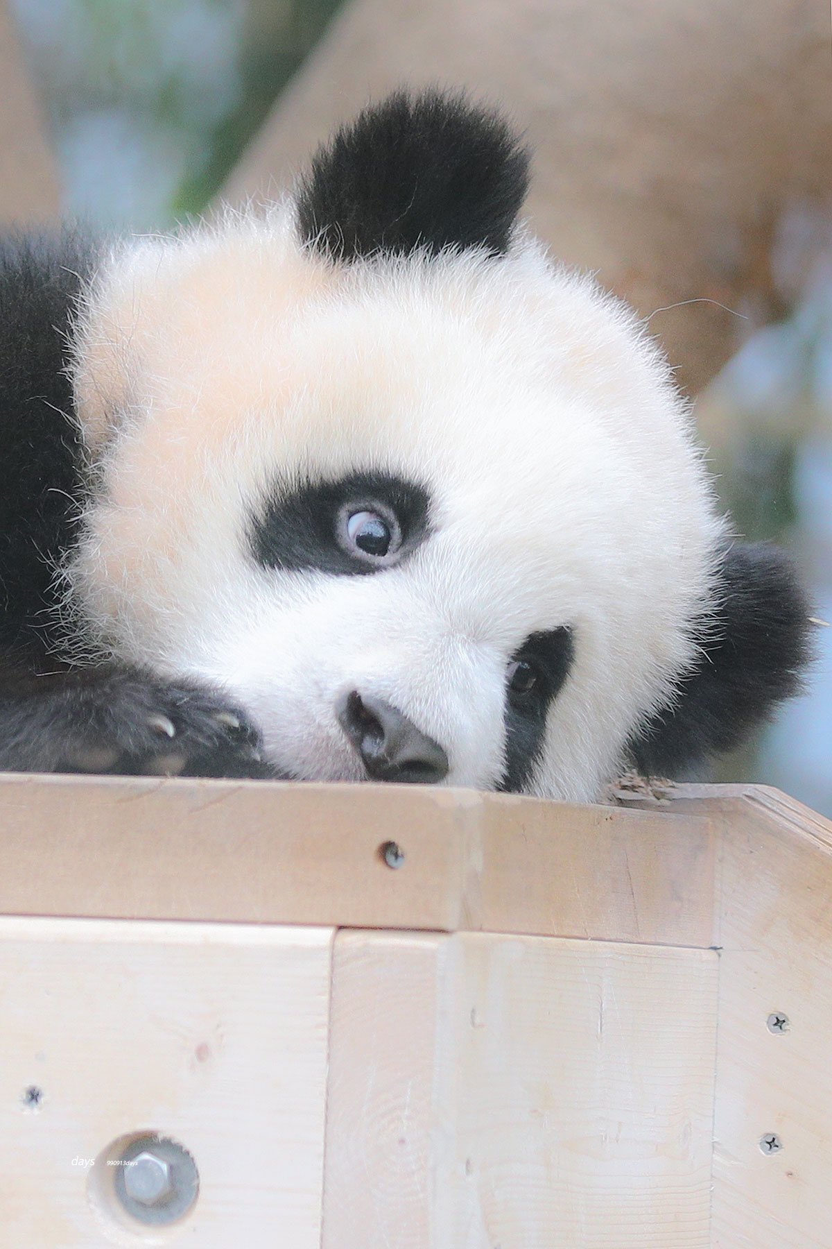 [잡담] 투바투 연준 홈마가 찍은 푸바오 & 후이바오 🐼 | 인스티즈