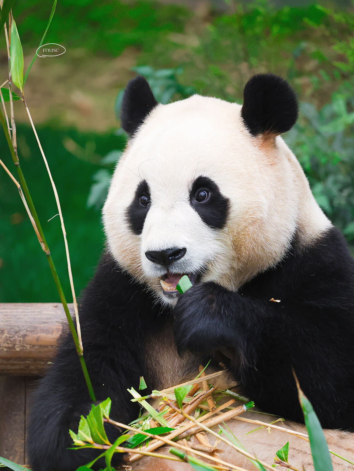 [잡담] 투바투 연준 홈마가 찍은 푸바오 & 후이바오 🐼 | 인스티즈