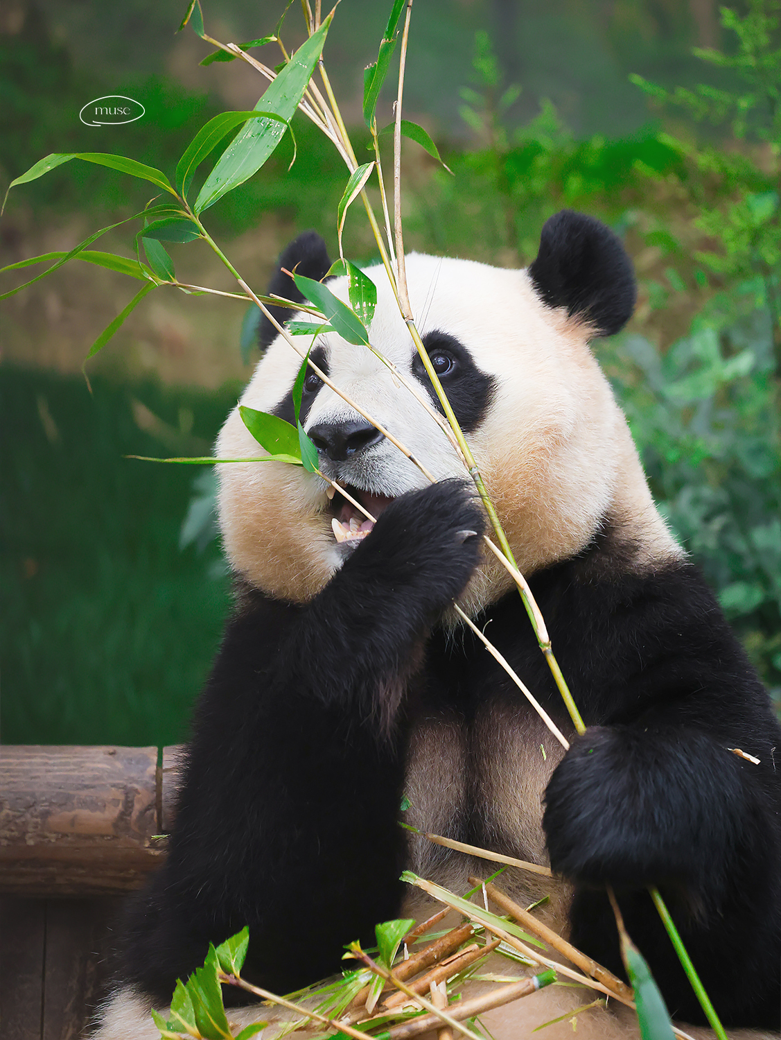 [잡담] 투바투 연준 홈마가 찍은 푸바오 & 후이바오 🐼 | 인스티즈