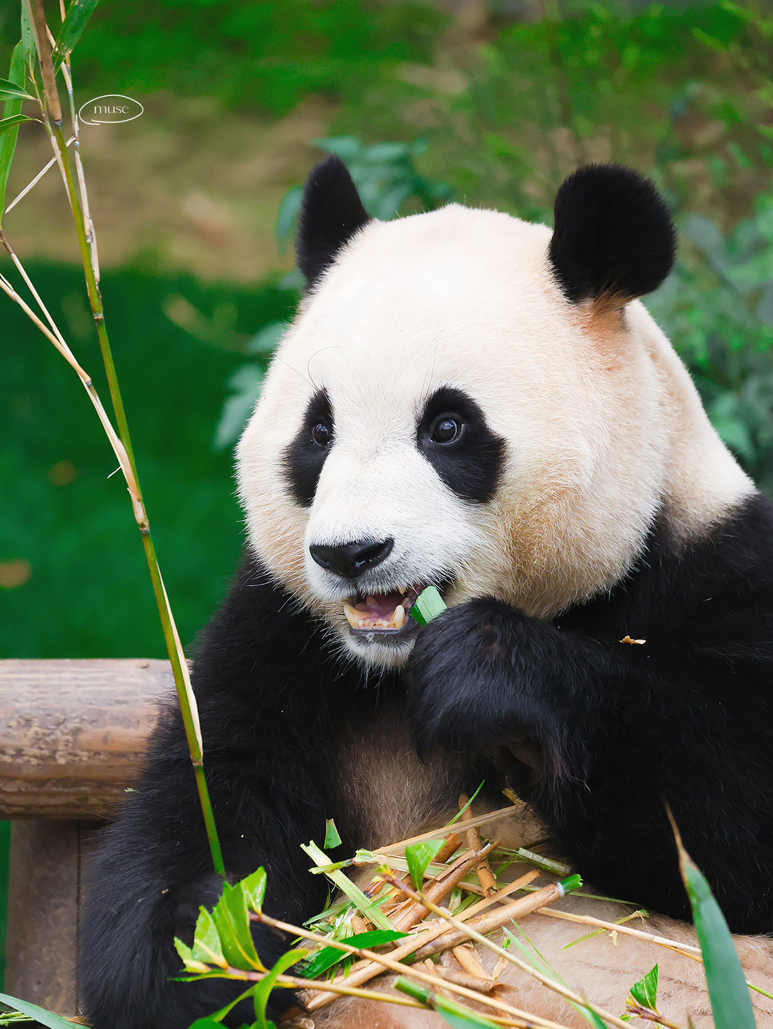 [잡담] 투바투 연준 홈마가 찍은 푸바오 & 후이바오 🐼 | 인스티즈