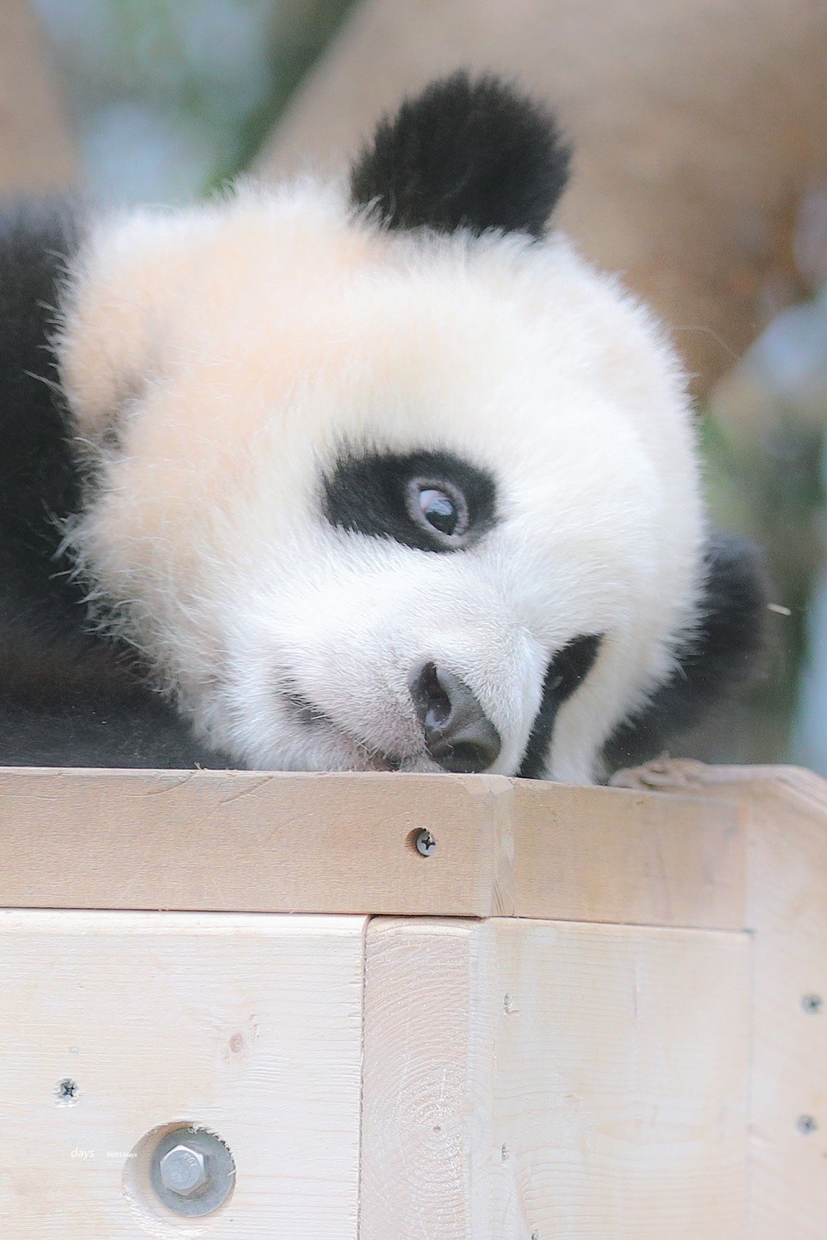 [잡담] 투바투 연준 홈마가 찍은 푸바오 & 후이바오 🐼 | 인스티즈
