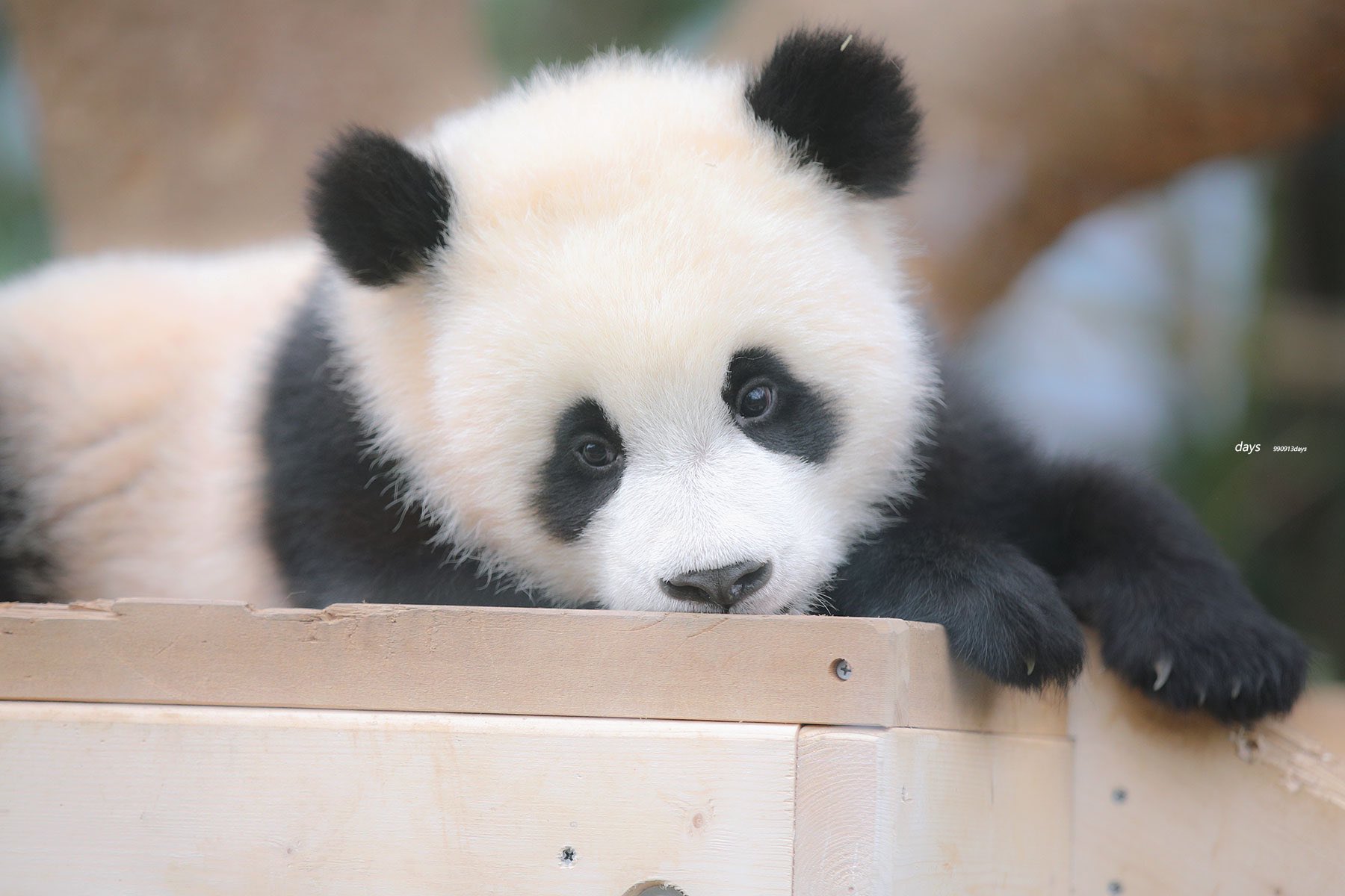 [잡담] 투바투 연준 홈마가 찍은 푸바오 & 후이바오 🐼 | 인스티즈