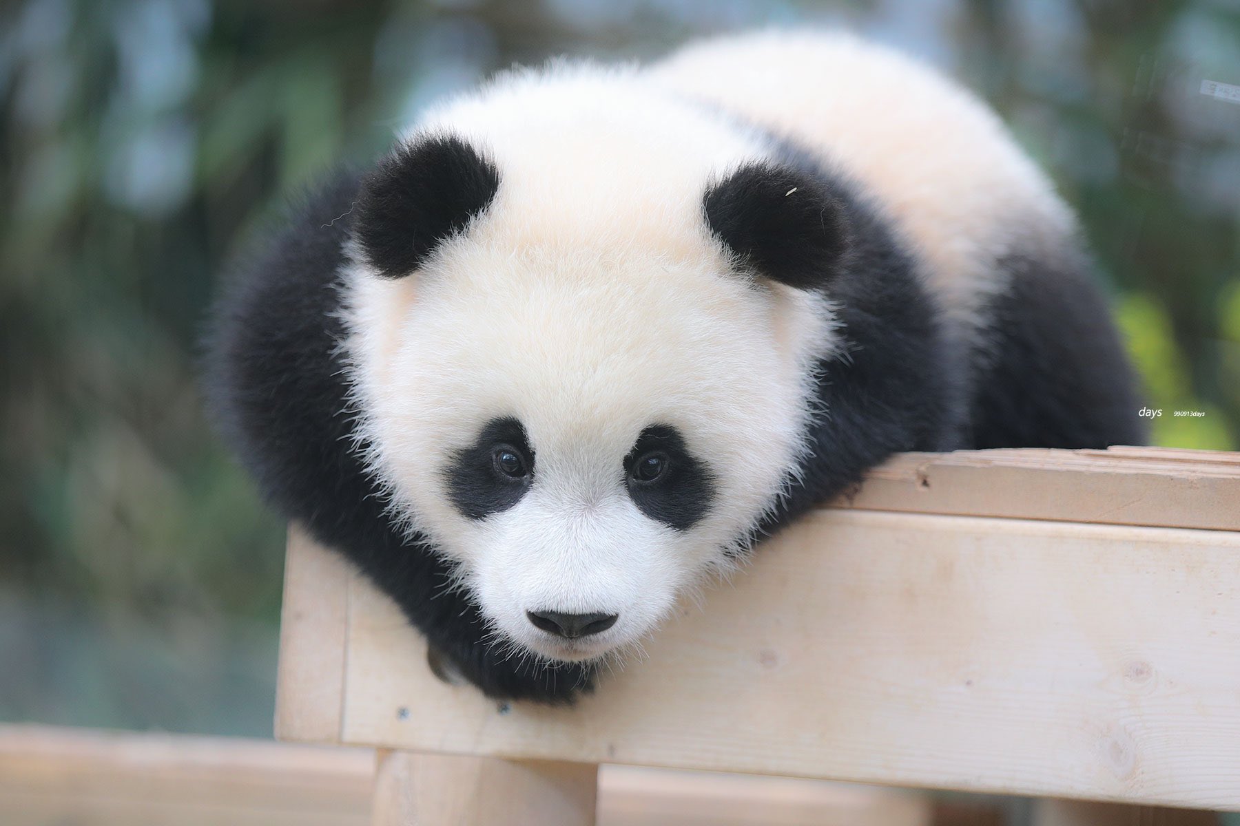[잡담] 투바투 연준 홈마가 찍은 푸바오 & 후이바오 🐼 | 인스티즈