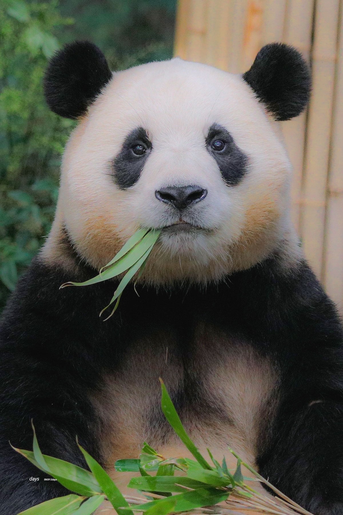 [잡담] 투바투 연준 홈마가 찍은 푸바오 & 후이바오 🐼 | 인스티즈