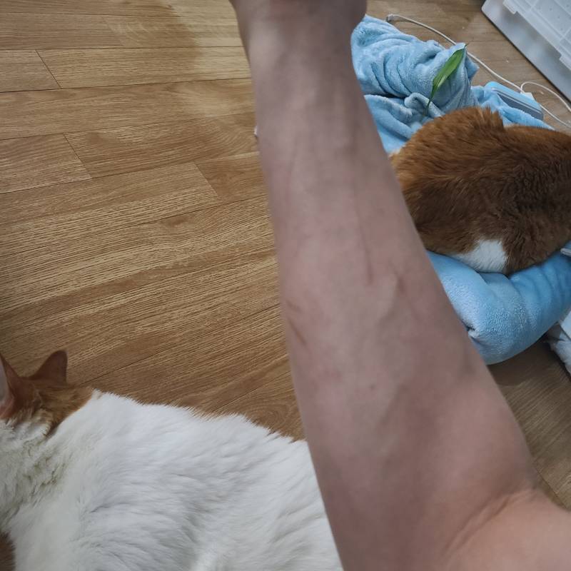 [잡담] 냥이랑 잘 놀아주는 남자 냥이집사의 팔 | 인스티즈