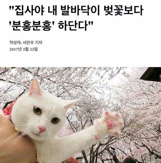 [잡담] 집사야 | 인스티즈
