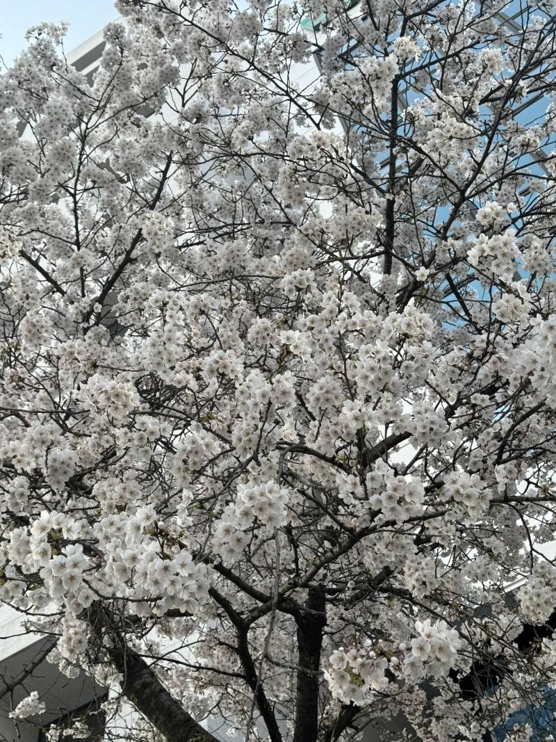 [잡담] 민석이 작년부터 우리에게 벚꽃 보여주는 중 | 인스티즈