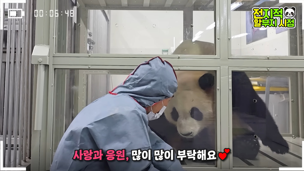 [정보/소식] 선슈핑 사육사들 옷이 회색이라 회색 검역복을 입은것으로 추정되는 강바오 송바오 | 인스티즈
