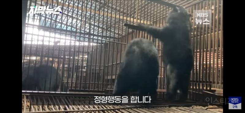 푸공주가 부럽다, 우리는 이렇게 갇혀 잊혀 가는데 (사육곰) | 인스티즈