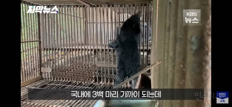 푸공주가 부럽다, 우리는 이렇게 갇혀 잊혀 가는데 (사육곰) | 인스티즈