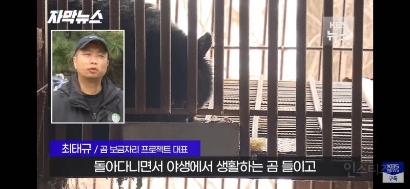 푸공주가 부럽다, 우리는 이렇게 갇혀 잊혀 가는데 (사육곰) | 인스티즈