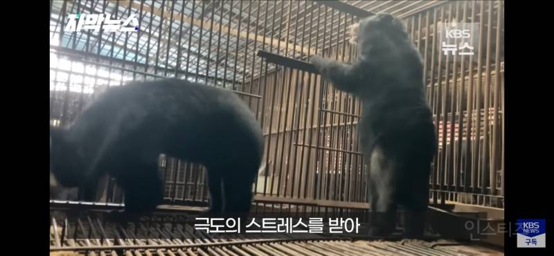 푸공주가 부럽다, 우리는 이렇게 갇혀 잊혀 가는데 (사육곰) | 인스티즈