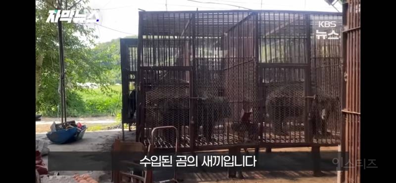 푸공주가 부럽다, 우리는 이렇게 갇혀 잊혀 가는데 (사육곰) | 인스티즈
