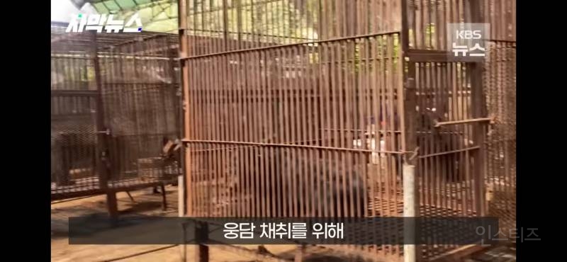 푸공주가 부럽다, 우리는 이렇게 갇혀 잊혀 가는데 (사육곰) | 인스티즈