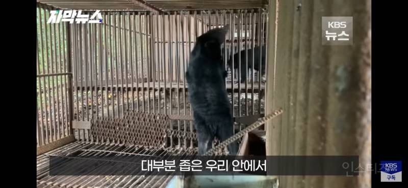 푸공주가 부럽다, 우리는 이렇게 갇혀 잊혀 가는데 (사육곰) | 인스티즈