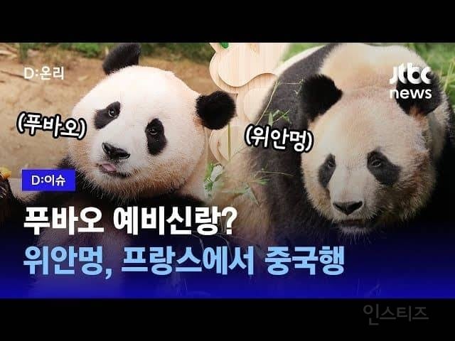 푸바오 짝짓기 상대 공개 반응 | 인스티즈