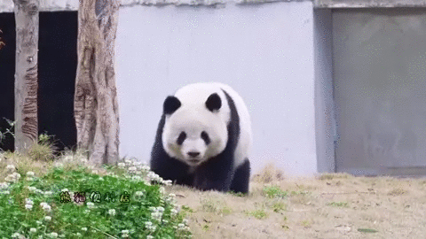 [잡담] 아 판다 중에 얘 진짜 귀엽다 .. | 인스티즈