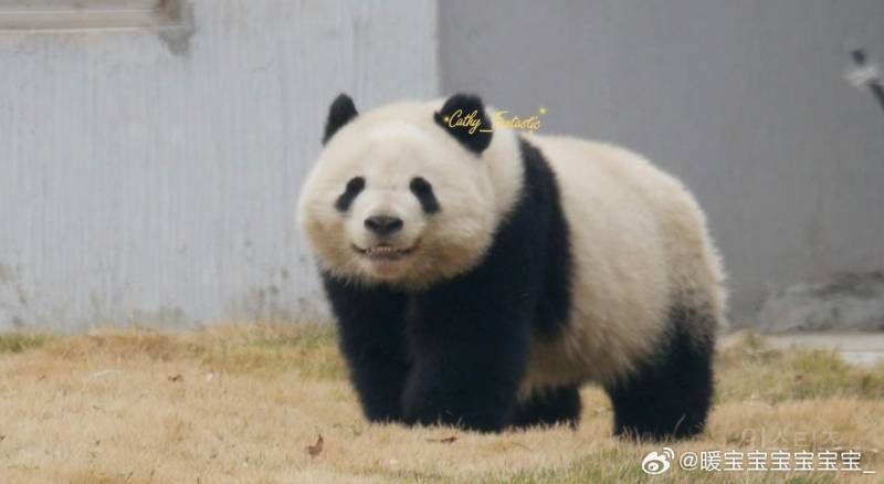 [잡담] 아 판다 중에 얘 진짜 귀엽다 .. | 인스티즈