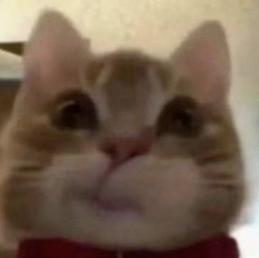 [잡담] 도경수 고양이냥😼 | 인스티즈