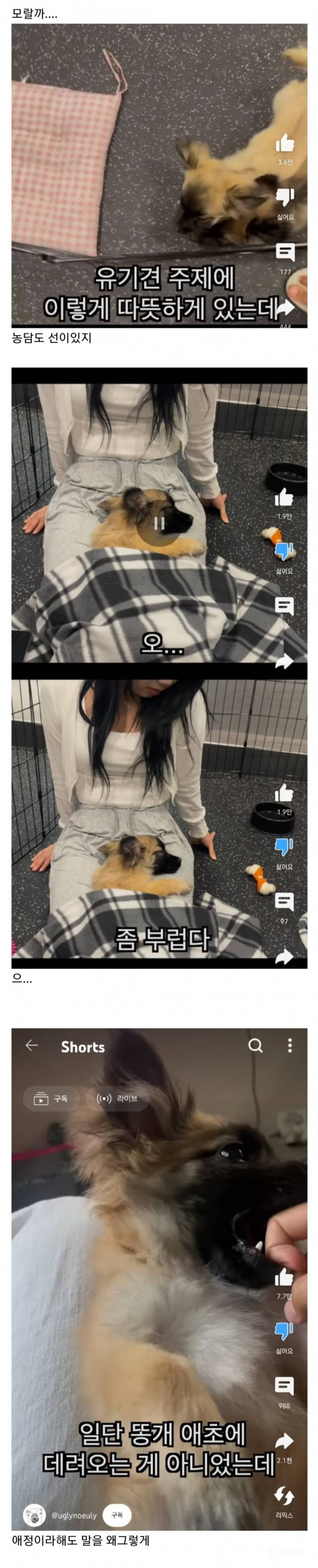 강아지 유튜버 못생긴 노을이 논란 정리.jpg | 인스티즈