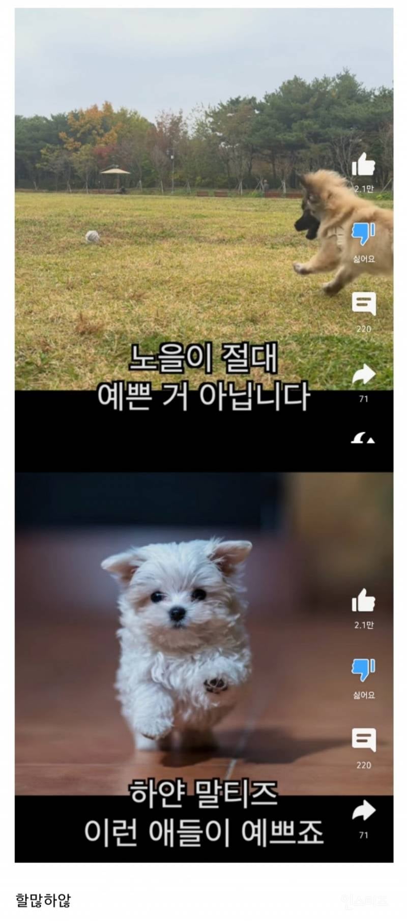 강아지 유튜버 못생긴 노을이 논란 정리.jpg | 인스티즈