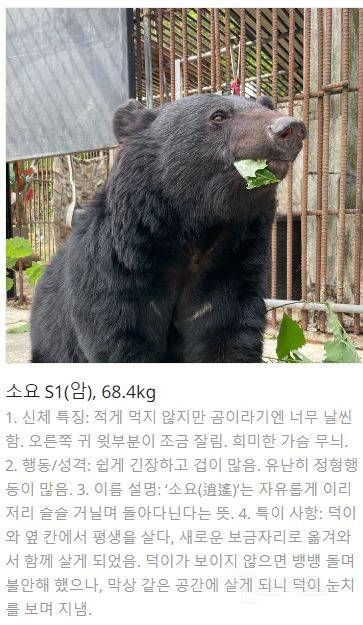 바오네 외에 또 덕질할 곰들 추천하는 글🐻 (웅담채취용 사육곰) | 인스티즈