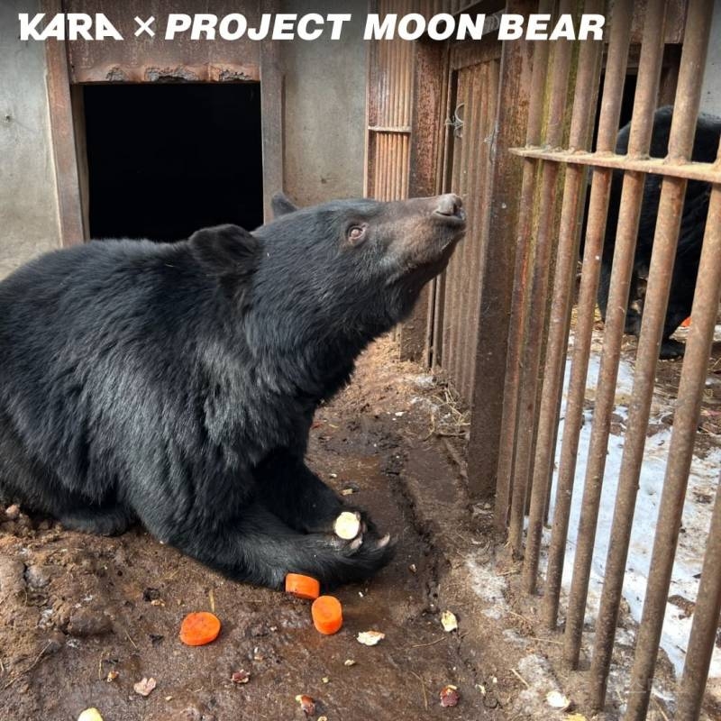 바오네 외에 또 덕질할 곰들 추천하는 글🐻 (웅담채취용 사육곰) | 인스티즈