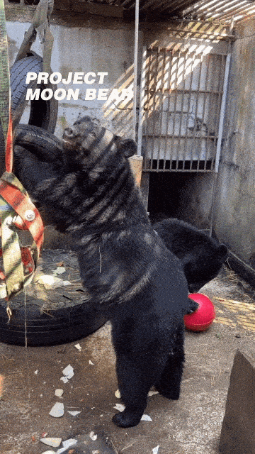 바오네 외에 또 덕질할 곰들 추천하는 글🐻 (웅담채취용 사육곰) | 인스티즈