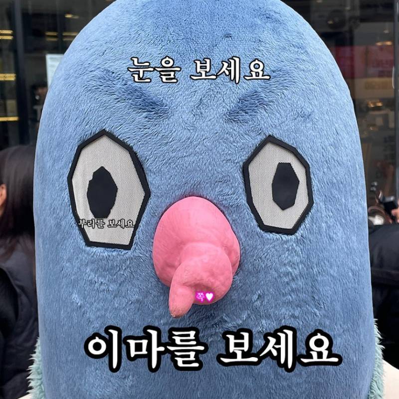 요즘 내 피드 비둘기로 도배 됨 | 인스티즈