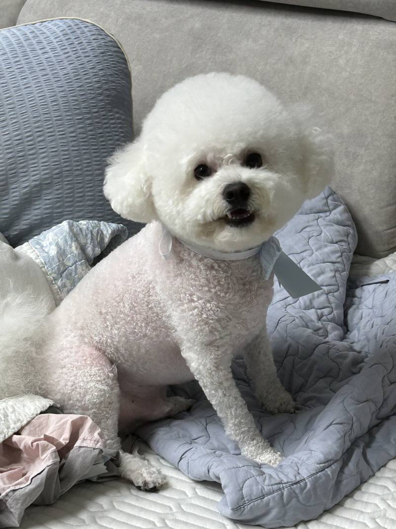 [잡담] 기호성 좋은 강아지 다이어트 사료 추천해주실 분 | 인스티즈