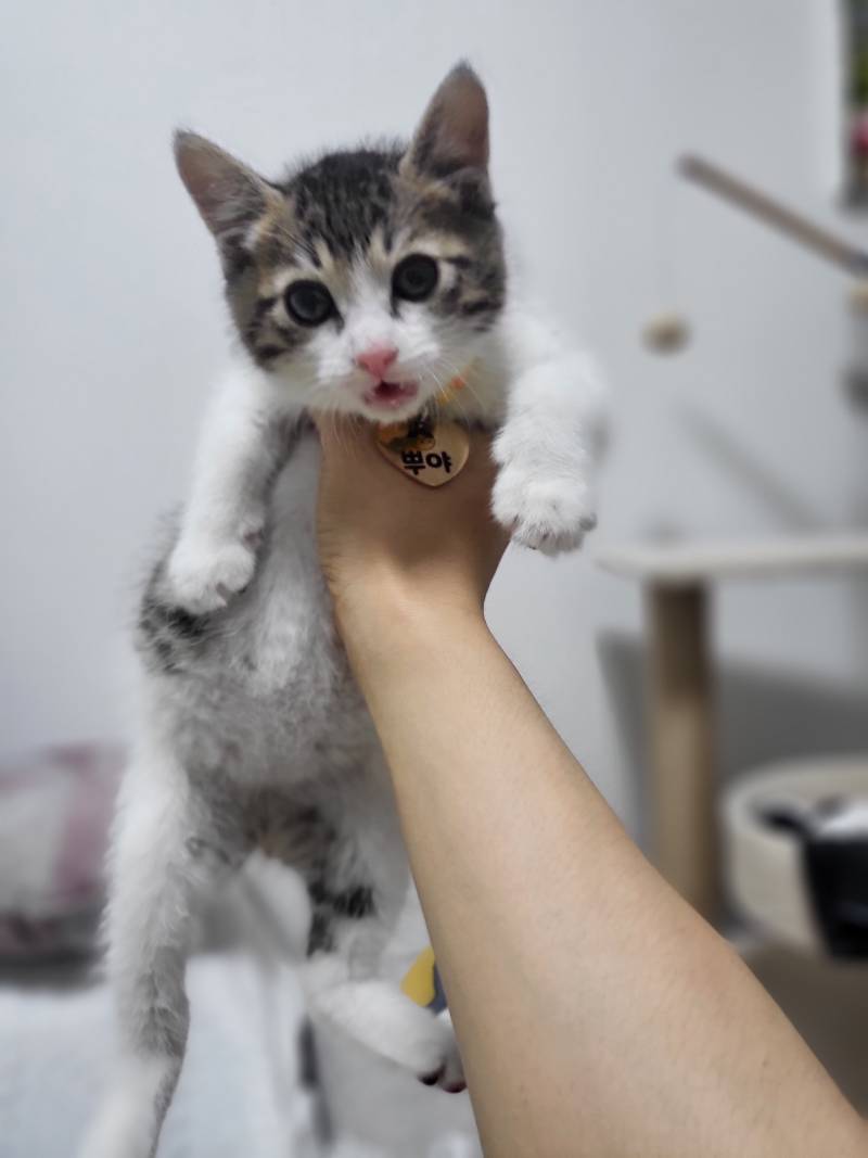 [잡담] 우리 고양이들 집냥이 적응 전후 냥귀여움 ㅠㅠ | 인스티즈