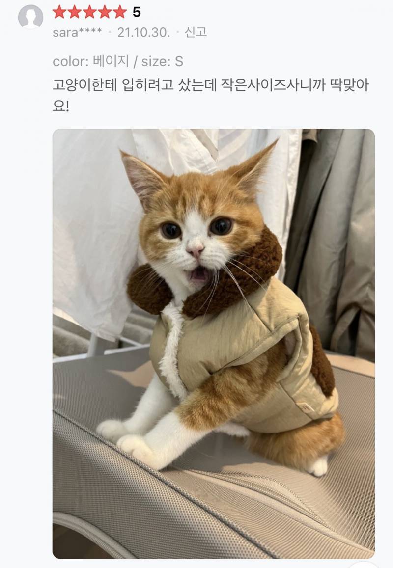 [잡담] 익들은 고양이 무늬 최애 머임 | 인스티즈