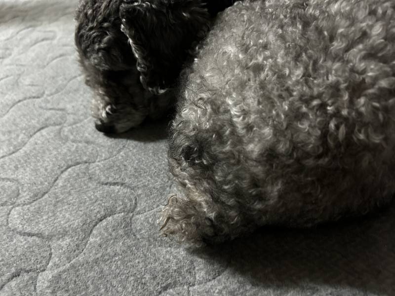[잡담] 오랜만에 강아지 사진 올리러 왔다,, | 인스티즈