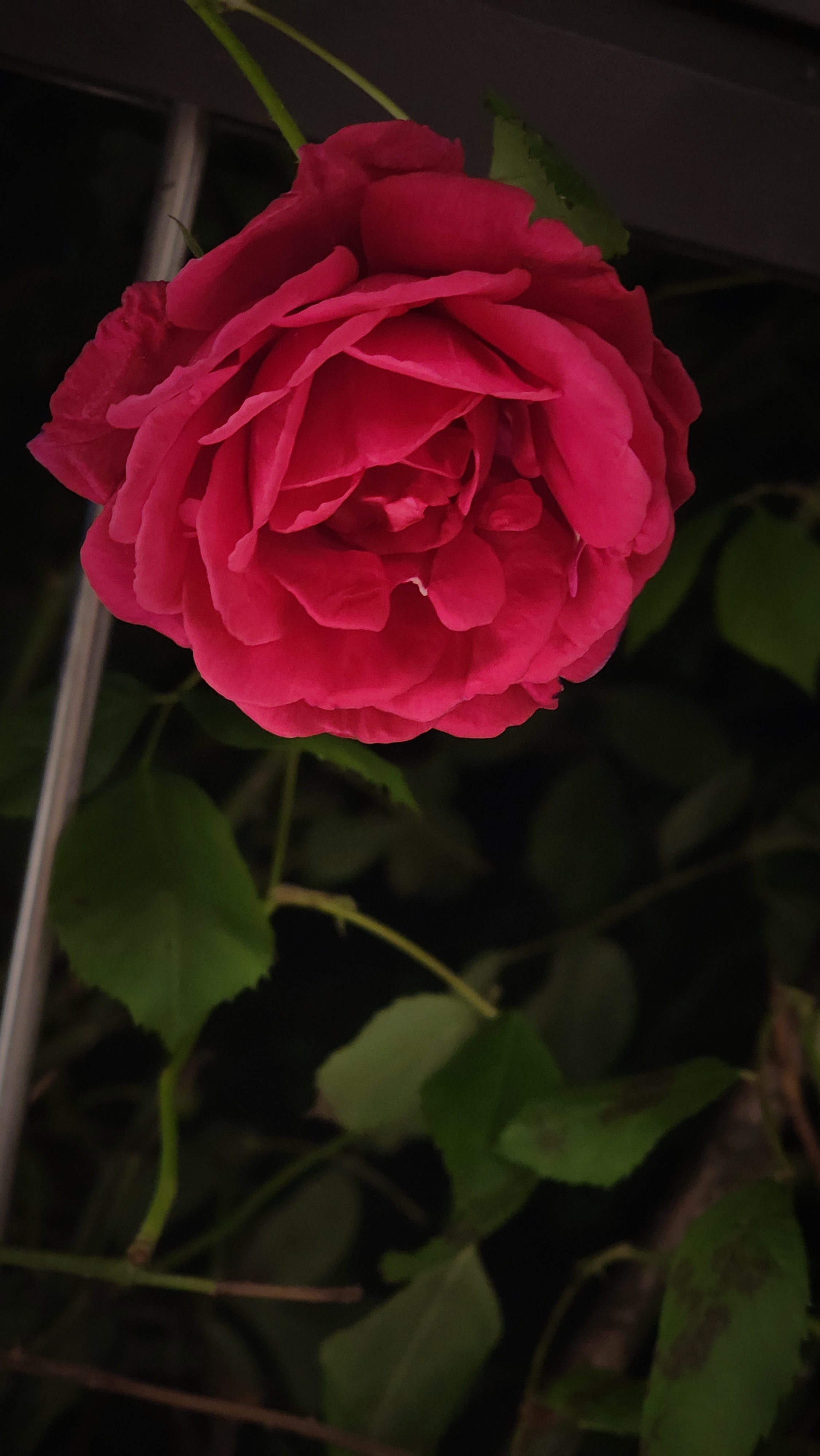 [잡담] 라뷰들아 💡🌹 | 인스티즈