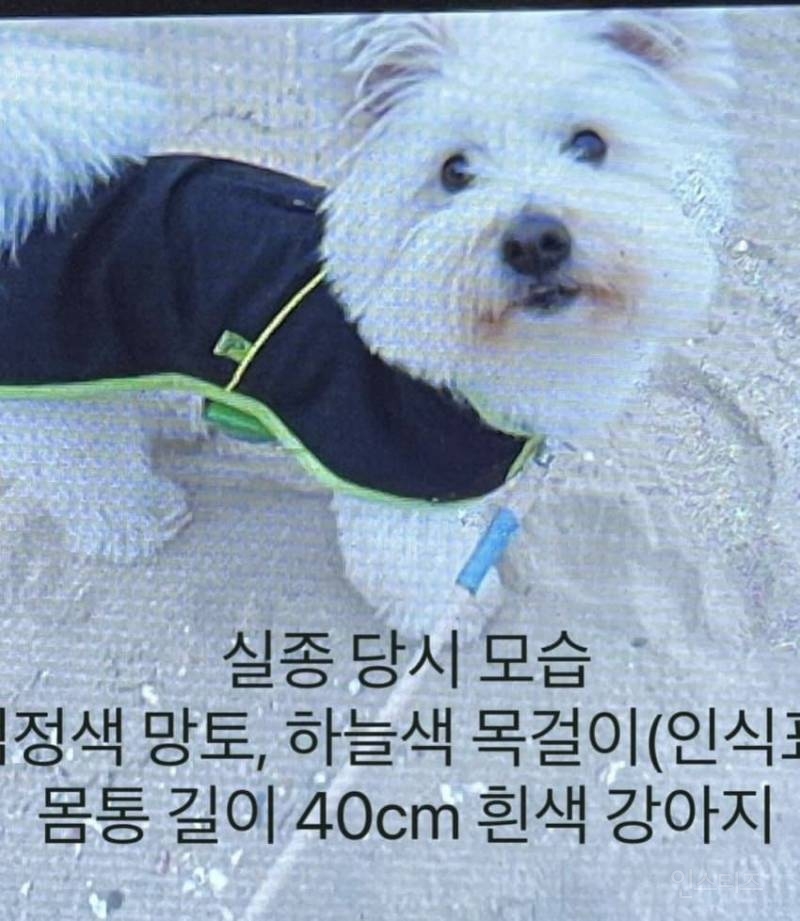 강아지 유튜버 개 잃어버렸는데 "그럴 줄 알았다" 반응 싸늘 | 인스티즈