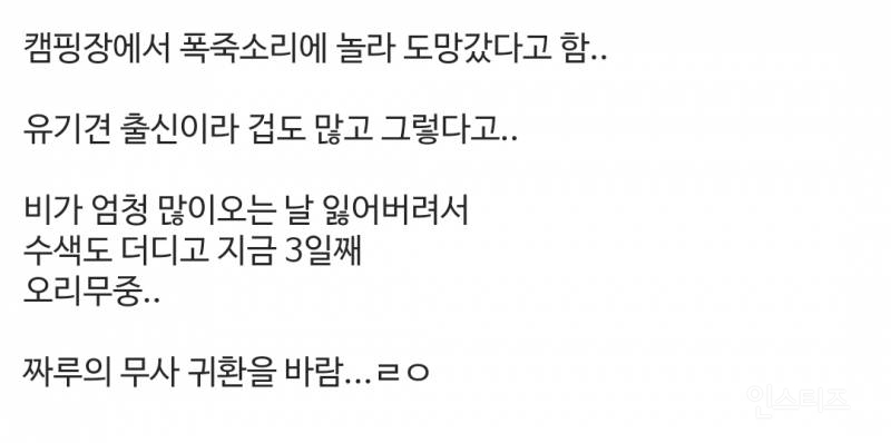 강아지 유튜버 개 잃어버렸는데 "그럴 줄 알았다" 반응 싸늘 | 인스티즈