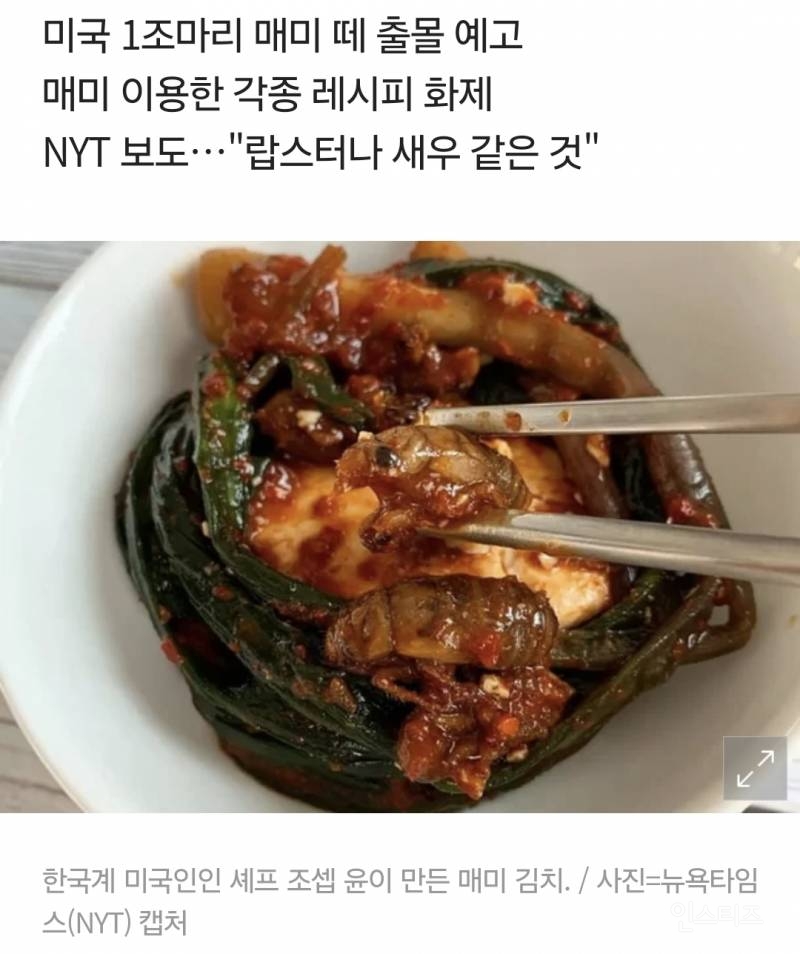 "매미 김치' 미국서 화제…"따뜻한 밥에 반찬으로 제격" | 인스티즈