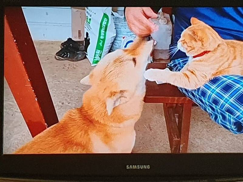 [잡담] 유튜버 남피디네 영심이 고양이 교통사고로 죽었네 | 인스티즈