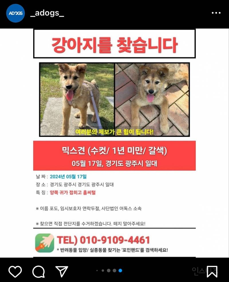 광주에서 이 개를 찾는다면 연락 부탁!!!! | 인스티즈