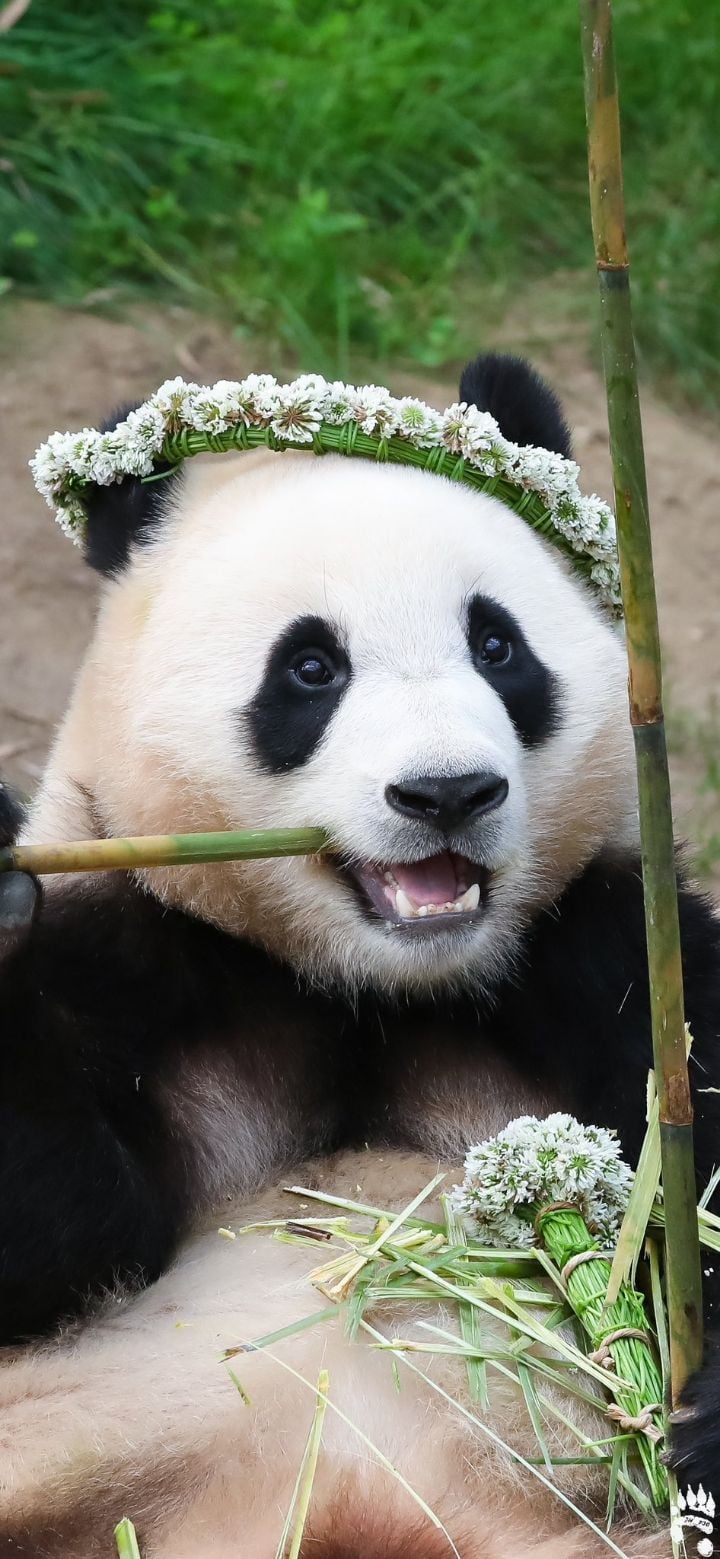 [잡담] 화관 쓴 푸바오 루이바오 후이바오 | 인스티즈