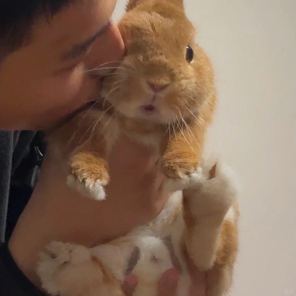 [잡담] 이 토끼짤 너무 툽수빈같아ㅋㅋㅋㅋ | 인스티즈