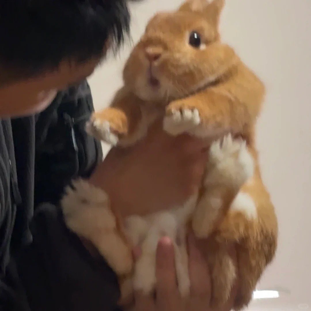 [잡담] 이 토끼짤 너무 툽수빈같아ㅋㅋㅋㅋ | 인스티즈